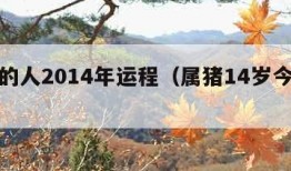 属猪的人2014年运程（属猪14岁今年运势）