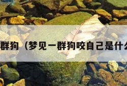 梦见一群狗（梦见一群狗咬自己是什么预兆）